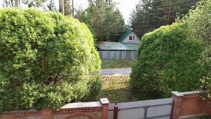 Ивушки у дома.( ива шаровидная, ракита)