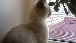 кот стрекочет с птичками
