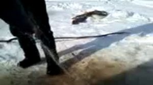 Щука на 36 кило!!!!.mp4