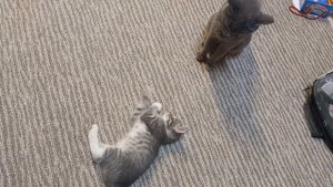 Кошка Лиза обижает своего котенка