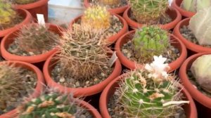 Как ухаживать за кактусами и суккулентами в летнюю жару?