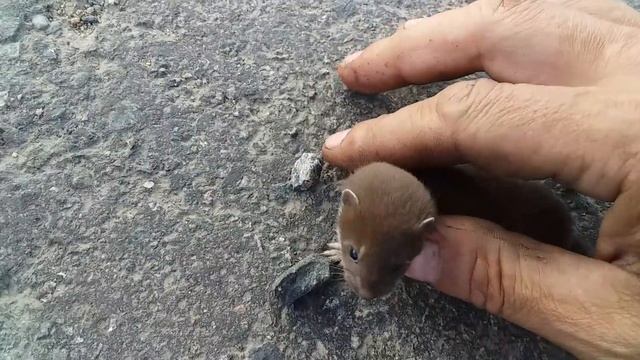 Спас детёнышей ласки от смерти после того как мама при видев машины убежала а малыши растерялись