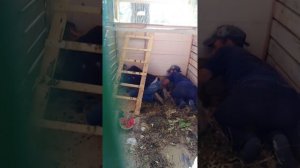 Кролик на убой