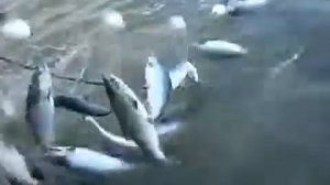 Смотреть Катушка Abu Garcia Ambassadeur 5601 C4 - Мультипликаторные Катушки Для Морской Рыбалки