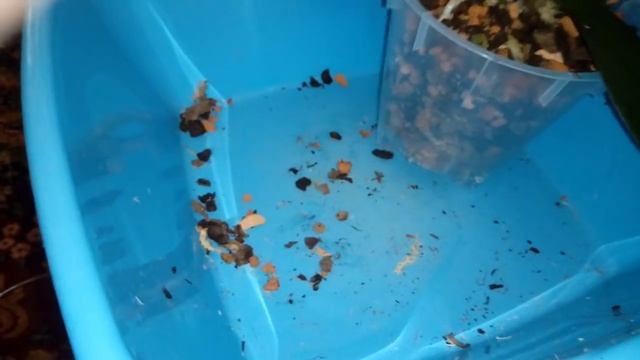 ПОСАДКА орхидеи Phal. Golden Beauty | Наташа Бокова смотреть онлайн