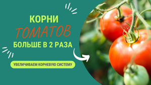 ПОСЛЕ ЭТОГО КОРНИ ТОМАТОВ УВЕЛИЧАТЬСЯ В 2 РАЗА!