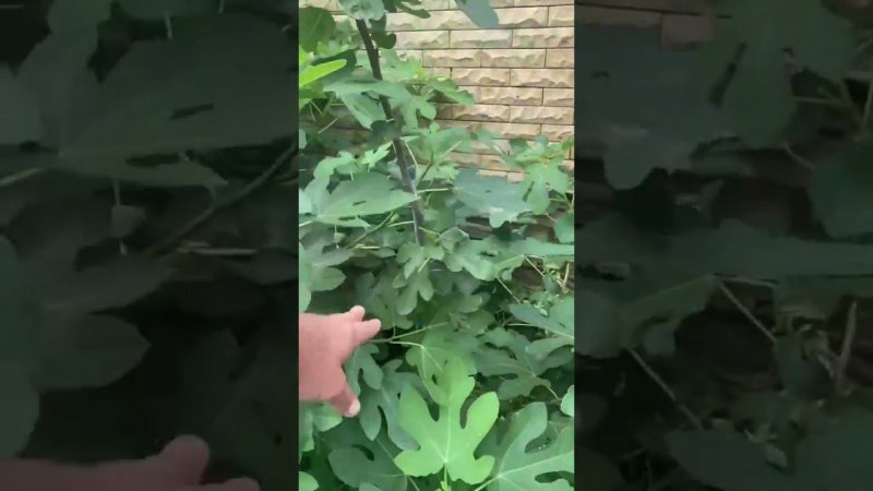 Плоды маточного инжира