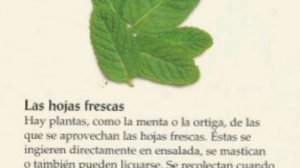 Hojas frescas