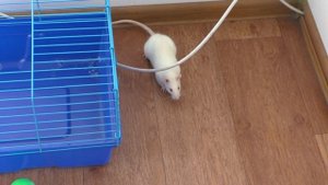 Содержание декоративной крысы. Как выгуливать крысу?