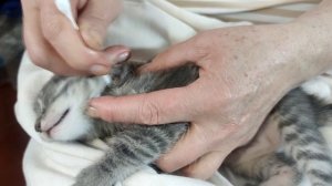 Удаление клеща у маленького котенка