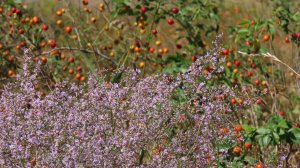 Дыхание осени. У западных прудов. Август. Часть 2