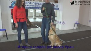 Занятие по дрессировке (группа начального послушания): обучение собак команде Ко мне (парковка).