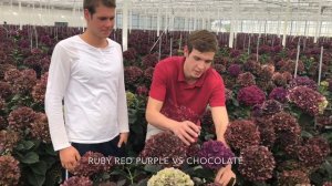 Hydrangea Grower Visit Supreme Selections - Pico Bello Hortensia