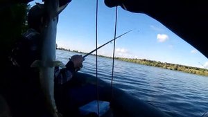 Щука в Миролюбово, Фатежский район Курской области