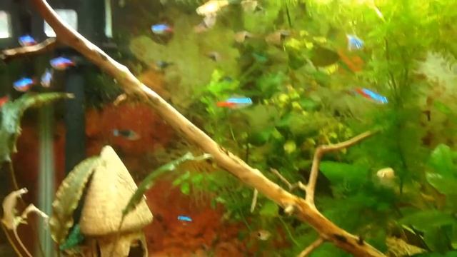 Знакомство с аквариумной рыбкой Неон голубой и красный смотреть онлайн