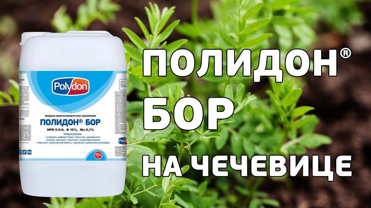 Применение Полидон Бор на чечевице