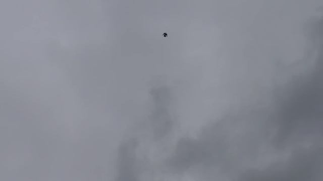 Атаки на уставших голубей . Умный голубь не будет ждать , когда его пробьёт ?ястреб смотреть онлайн