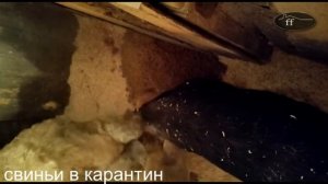 ПИВНАЯ ДРОБИНА корм для свиней