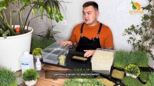 Как посадить и вырастить горох на микрозелень. #микрозелень