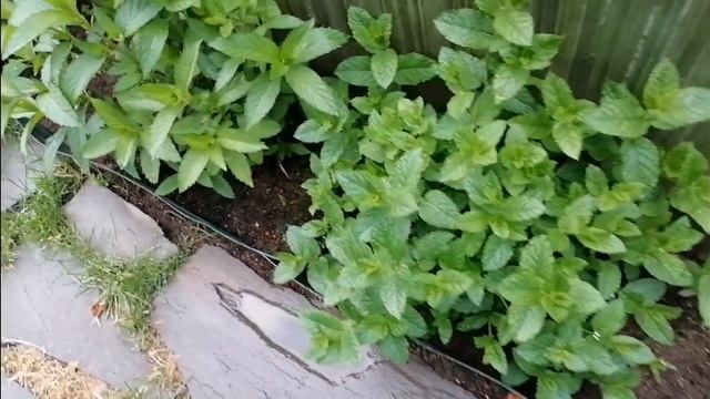 Сорта мяты, которую я выращиваю. Удивительно ароматные и полезные. смотреть онлайн