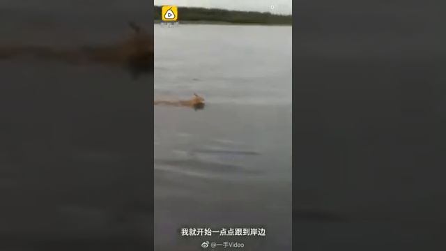 Рысь плывет из России в Китай в районе Хейхе смотреть онлайн