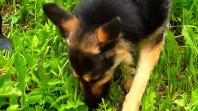 21 июня – день кинолога МВД смотреть онлайн