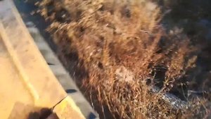 Кировец с прицепами. Продолжаем чистку пруда. Возим сапропель на поле.