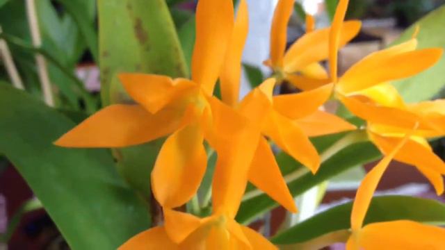 Orchid care, Phalaenopsis alternative Cattleya Aurantiaca Orchid смотреть онлайн