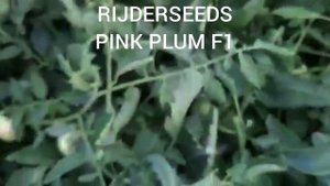 Помидор ПИНК ПЛАМ F1 (Pink Plum F1) - розовоплодный сливовидный томат.