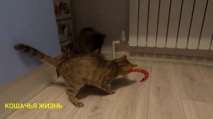 Интерактивная игрушка-змея. Реакция наших кошек на неё)