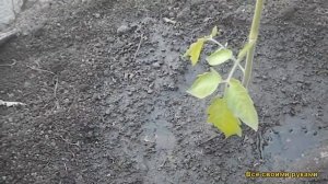 Что Можно Положить В Лунку При Посадке Томатов И Перца!