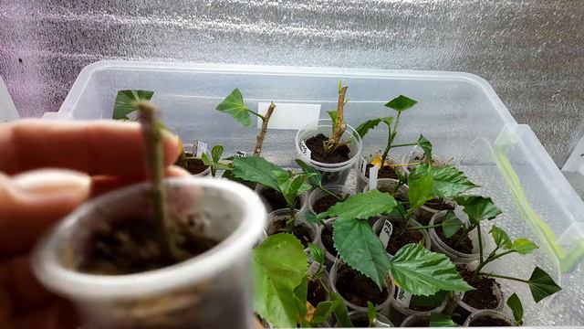 Летнее укоренение комнатных Гибискусов