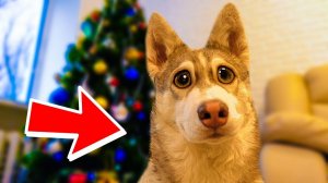 ХАСКИ БУБЛИК ЛУЧШИЕ МОМЕНТЫ ГОВОРЯЩАЯ СОБАКА