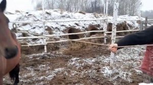 Осенняя  глистогонка лошадей. Средство от глистов.