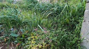 Жилые районы Японии. Как живут японцы.