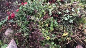 Как Хризантему сохранить зимой.Чем укрыть можно,а чем нельзя!