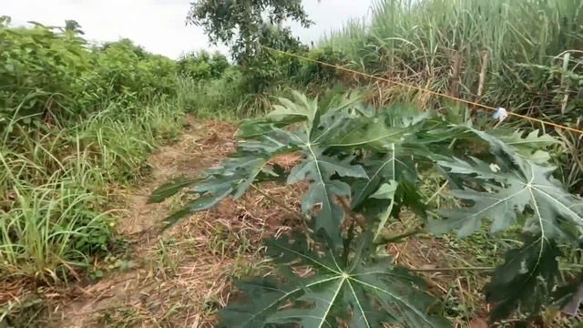 Мумаичка работает вместе со мной | Наши посадки | Сколько стоят яйца | Жизнь в деревне смотреть онлайн