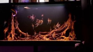 Аквариум с Альтумами и Змееголовом от Trịnh Quốc Đạt