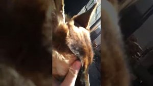 Выравнивание ушей у немецкой овчарки. Простой способ(2)