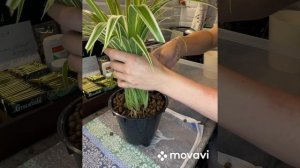 Хлорофитум. До и после перевода на гидропонику. Пересадка.