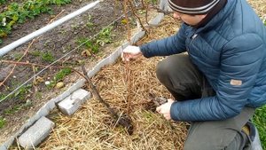 ОБРЕЗКА МОЛОДЫХ КУСТОВ ВИНОГРАДА