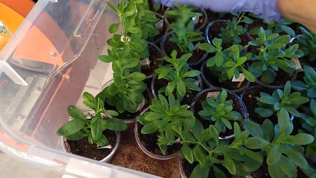 Черенки Калибрахоа спустя 10 дней после черенкования