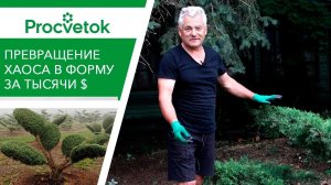 Мастер-класс по топиарному искусству. Обрезка можжевельника в стиле бонсай.