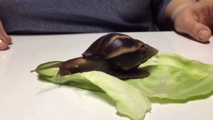 Лепка. «Улитка»