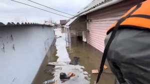 Спасение животных и  птиц во время наводнения в  г. Орске