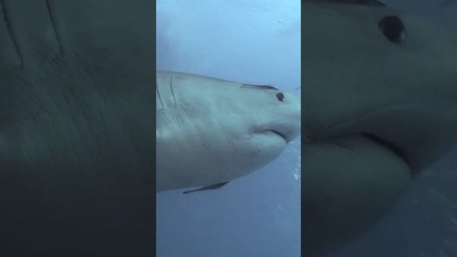 HUGE Tiger Shark swims past divers #shorts