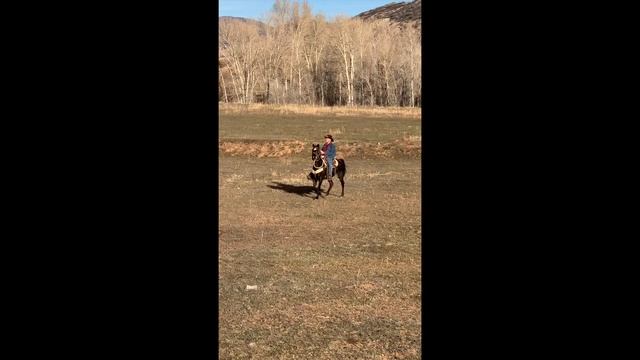 Calypso, Rocky Mountain Gaited Horse смотреть онлайн