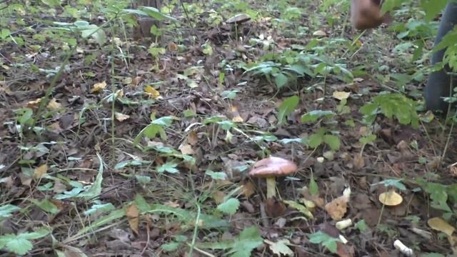 Грибы Середина августа Юго-восток Подмосковья Зарайск