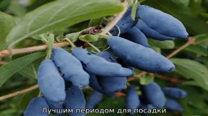 Жимолость Фиалка