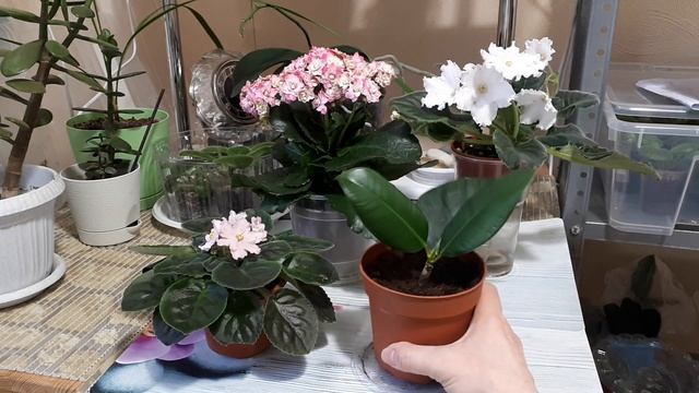 ВАЖНЫЕ правила ПОЛИВА комнатных растений!